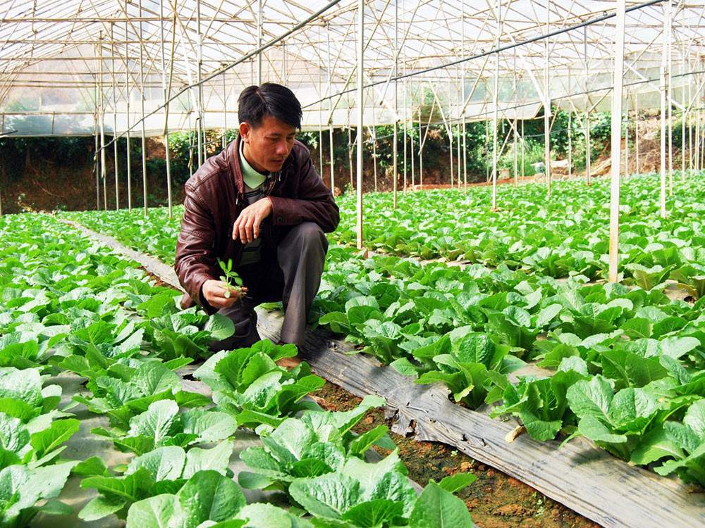 Vay thế chấp đất nông nghiệp để vay vốn